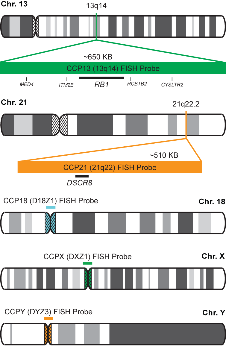 CCP13, 18, 21, X, Y FISH Probe Kit