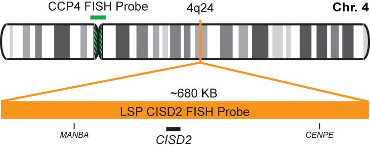 CISD2/CCP4 FISH Probe Kit 